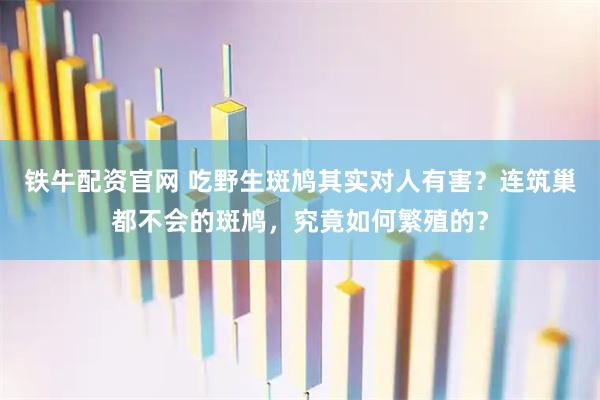 铁牛配资官网 吃野生斑鸠其实对人有害?连筑巢都不会的斑鸠,究竟如何繁殖的?